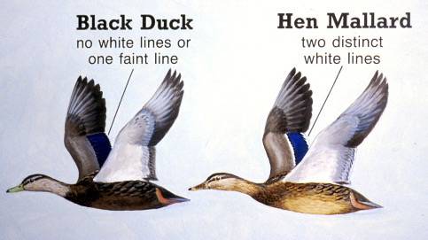 Black Duck - Mallard Comparison, Blackduckmallard7.jpg, original source unknown, posted to en.wiki by Jimfbleak  USFWS, Public Domain